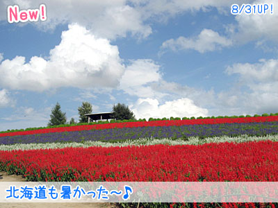 アナかると！