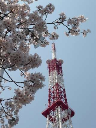 桜、満開!!