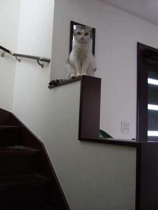 高いところが、好きなのだ！
