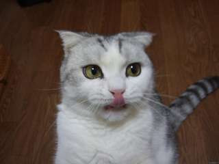 ペロッ♪