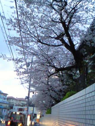 薄暮の桜