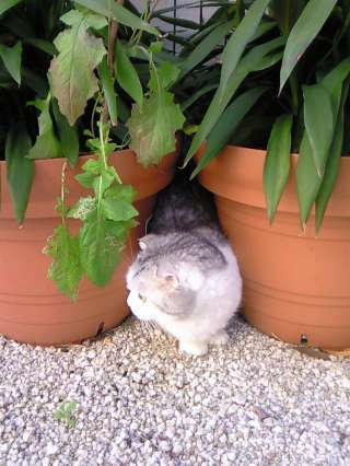 植木鉢の間から・・・