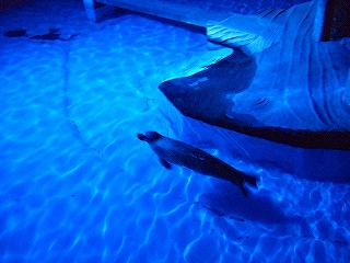 夜の姿は、美しかった・・・