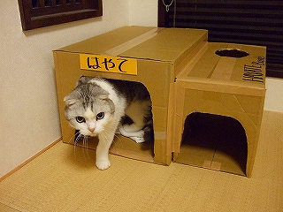 ひょっこり