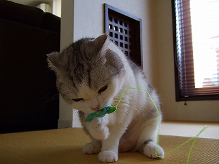 疾風は「成人」？！