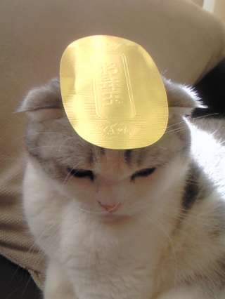 「猫に小判」