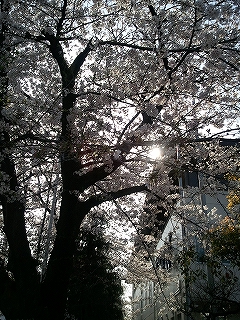 満開の桜