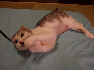 疾風の好きなもの★