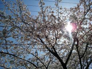 近所の桜