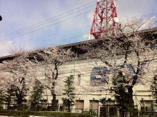 桜満開もうすぐ！！