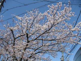 桜満開！
