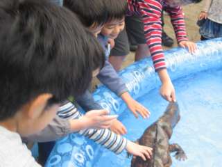 プールにお魚１