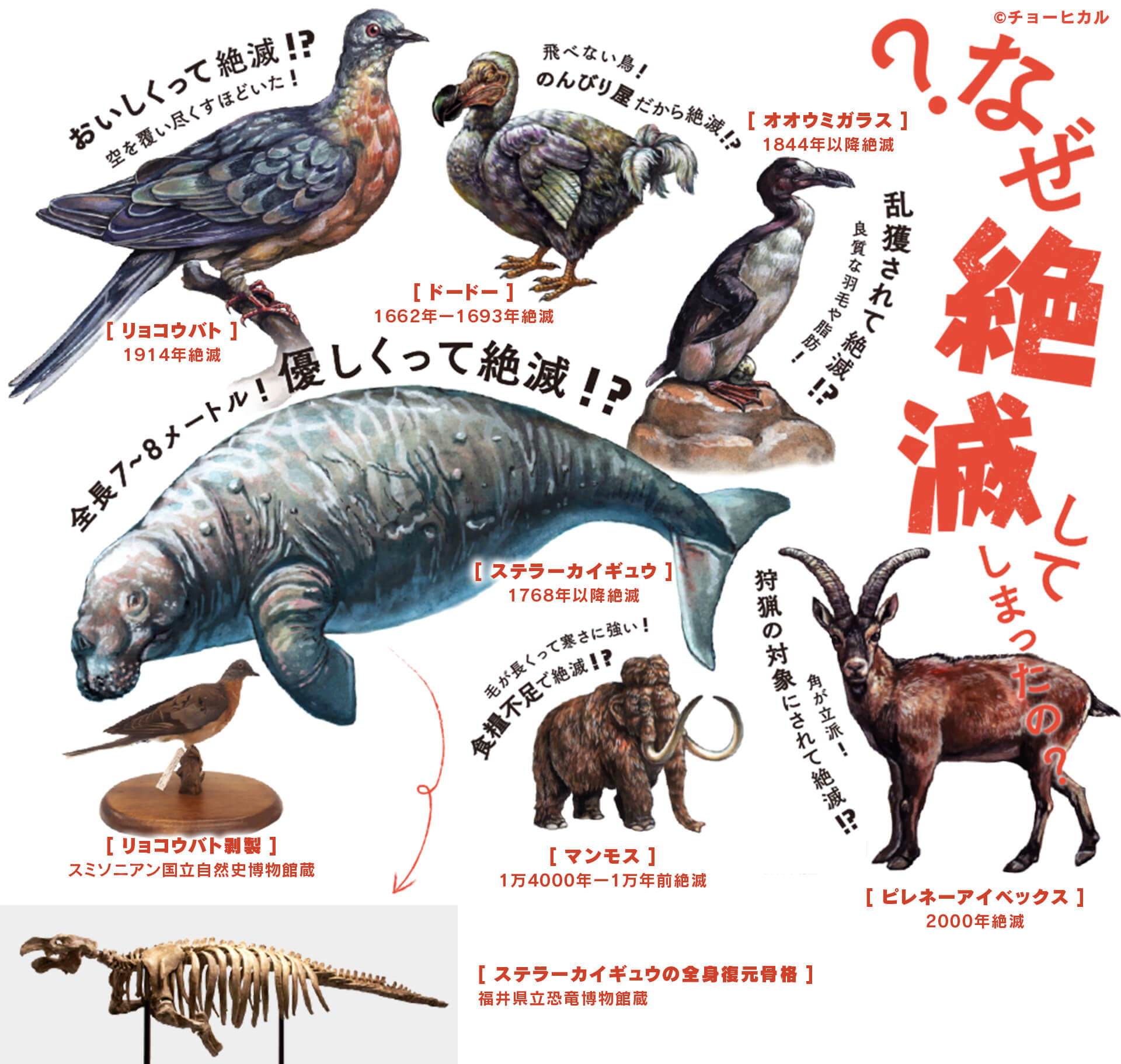 見どころ 特別展 絶滅動物研究所 中京テレビ