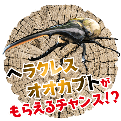 ササシマ昆虫ワールド 21 中京テレビ ササシマ昆虫ワールド 21 中京テレビ