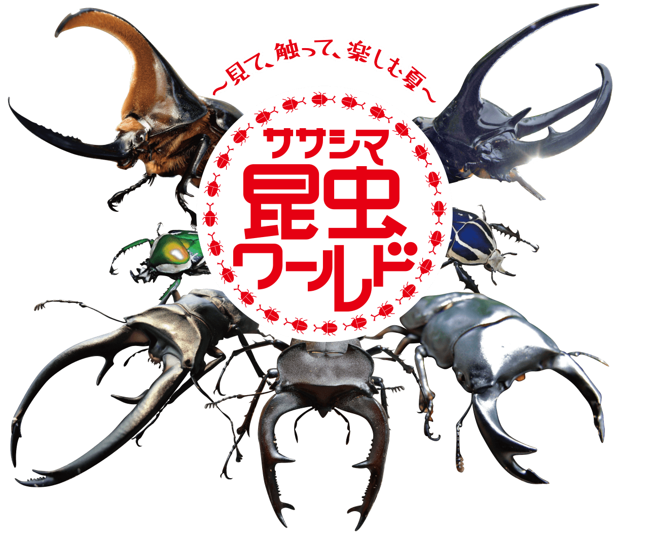 ササシマ昆虫ワールド 21 中京テレビ ササシマ昆虫ワールド 21 中京テレビ