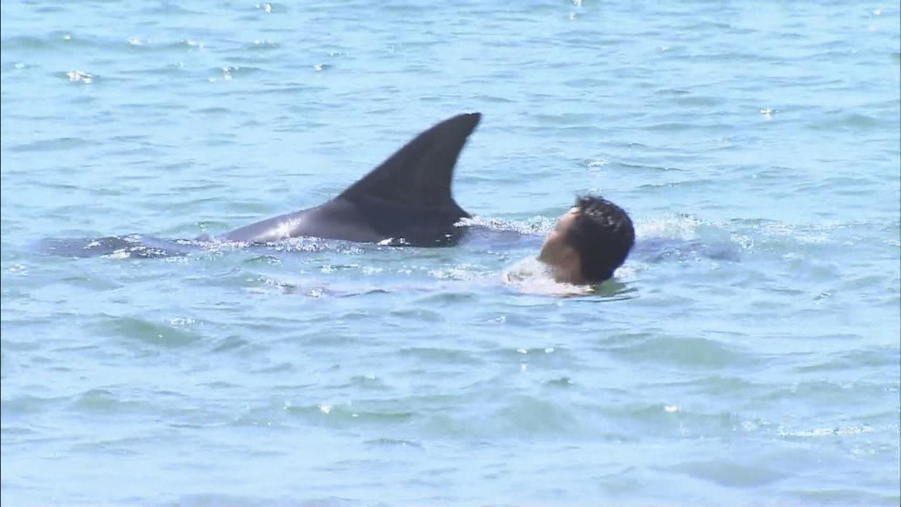 イルカが突然現れ 一緒に泳いだ海水浴客は大喜び 三重 尾鷲市 中京テレビnews