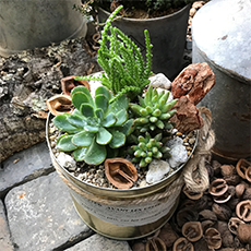 多肉の寄せ植え缶作り