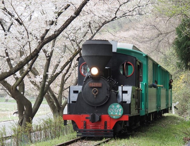 やながわ希望の森公園の蒸気機関車（5）テーマは「桜と鉄道」。 | 稲見