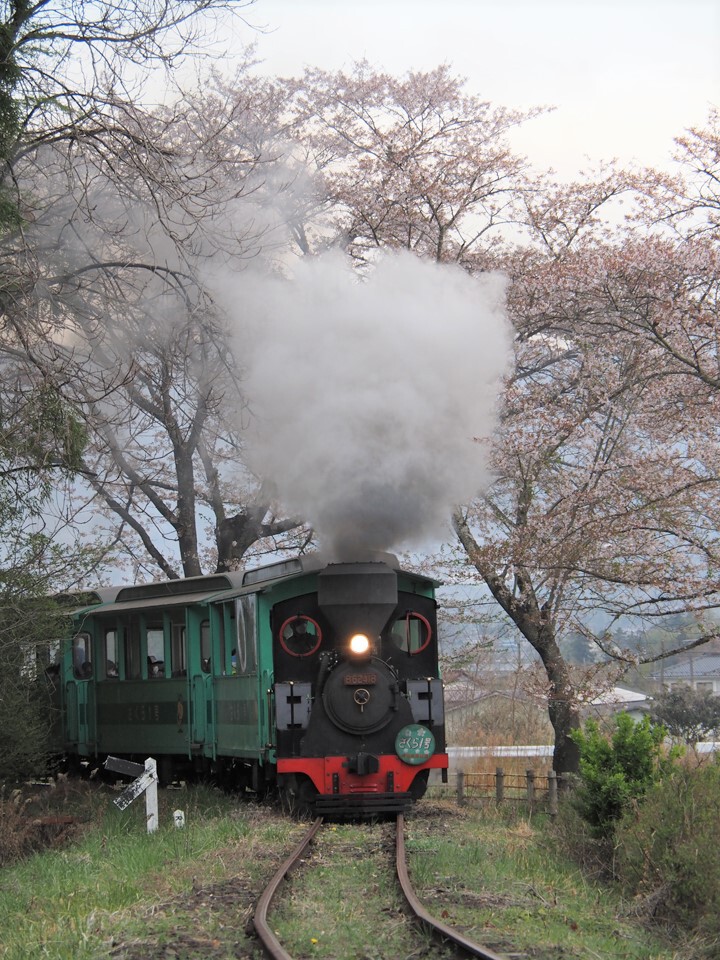 やながわ希望の森公園の蒸気機関車（5）テーマは「桜と鉄道」。 | 稲見