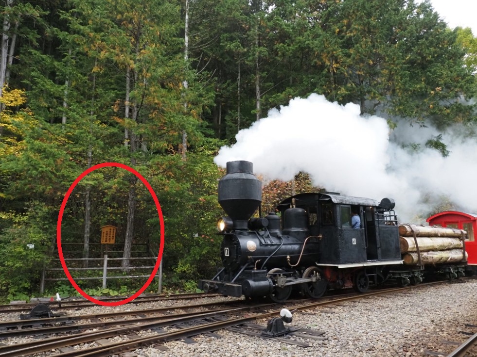 10月19日（日）の木曽谷・赤沢自然休養林。ボールドウィン製 No.1 蒸気