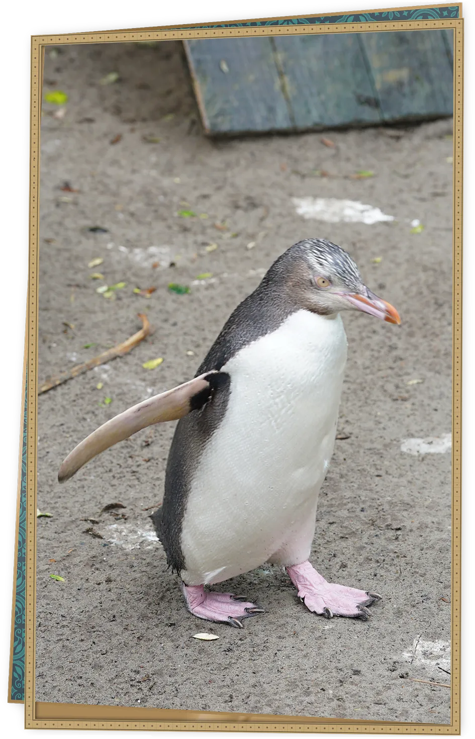 キガシラペンギン