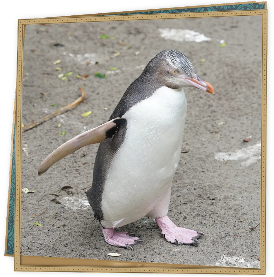 キガシラペンギン