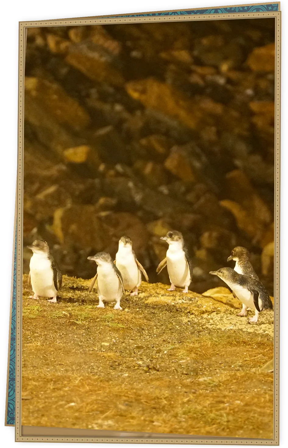 コガタペンギン