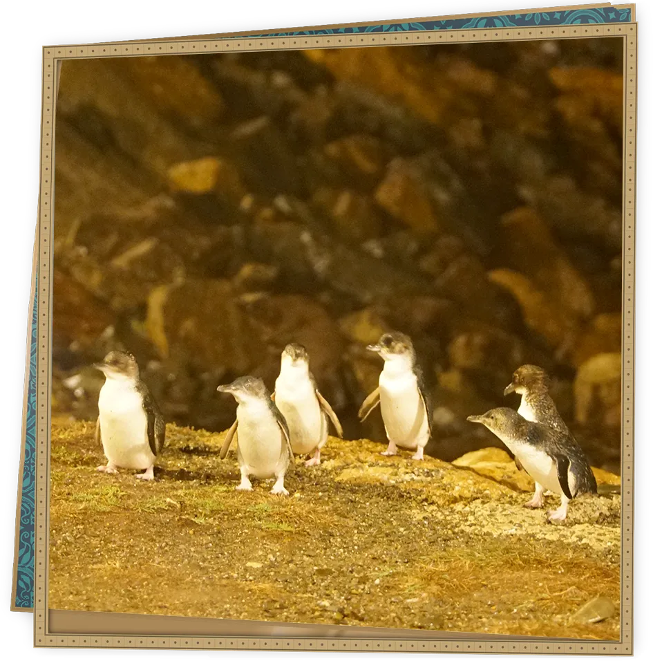 コガタペンギン